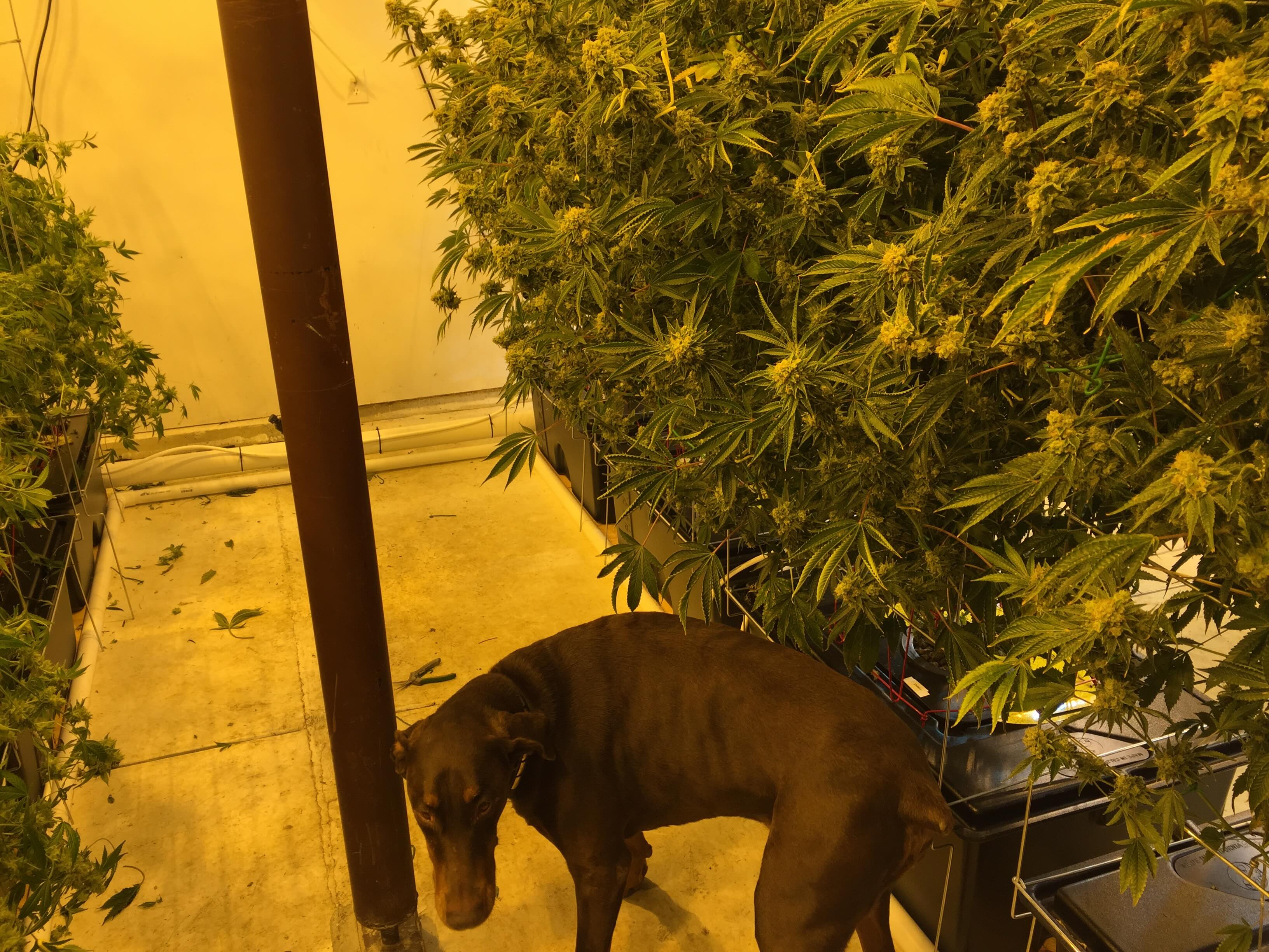 Belle in the grow room